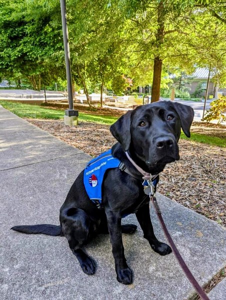 guiding-eyes-for-the-blind